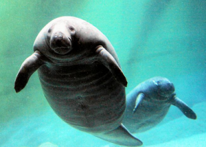 Oceanarium-wroclaw