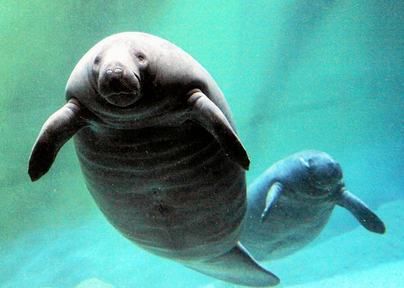Oceanarium-wroclaw
