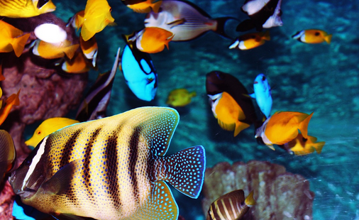 Oceanarium